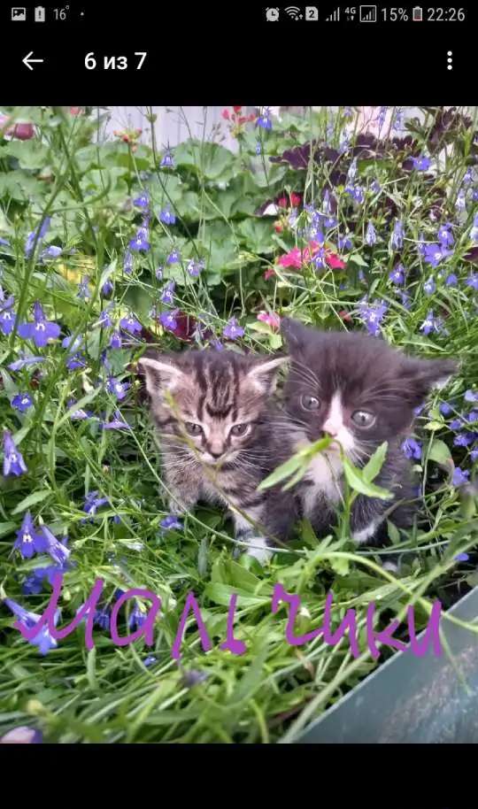 Отдам котят