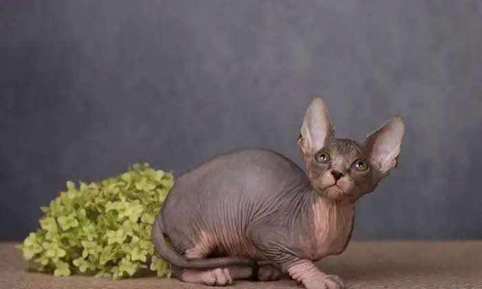 Сфинксы и эльфы для России и других стран.