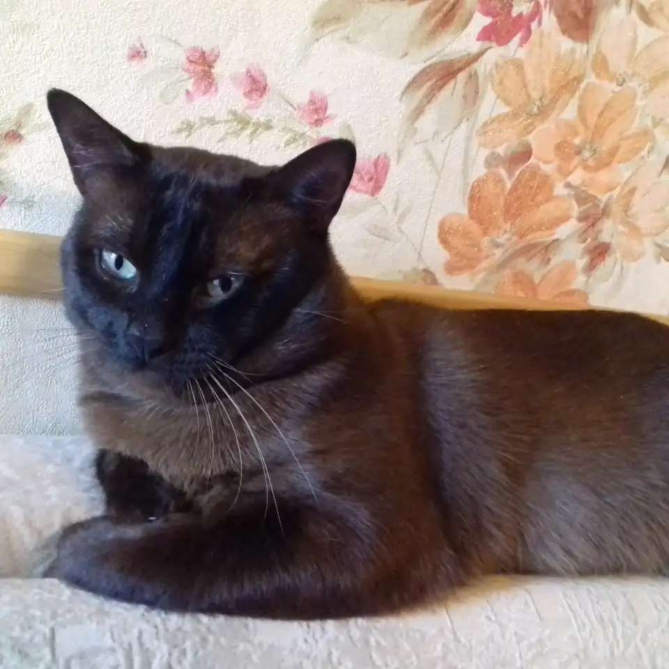 Бурманский котик.