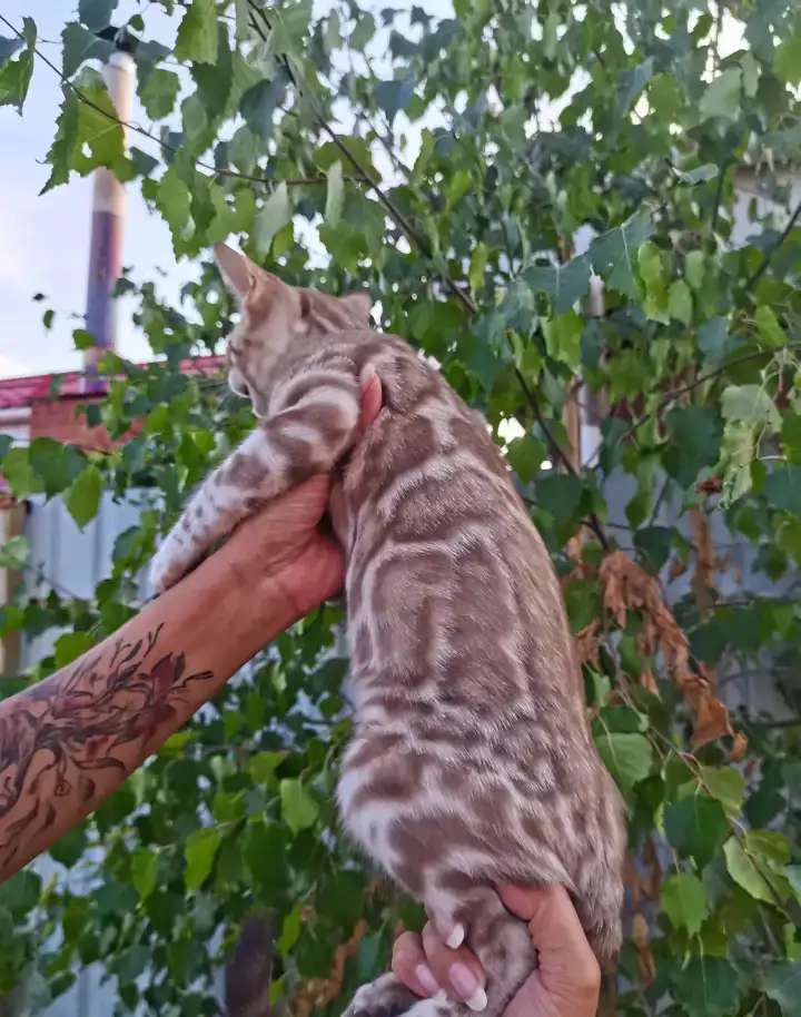 Бенгальские снежные котята