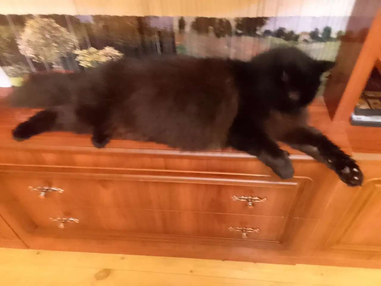 Продажа котят норвежской лесной кошки.