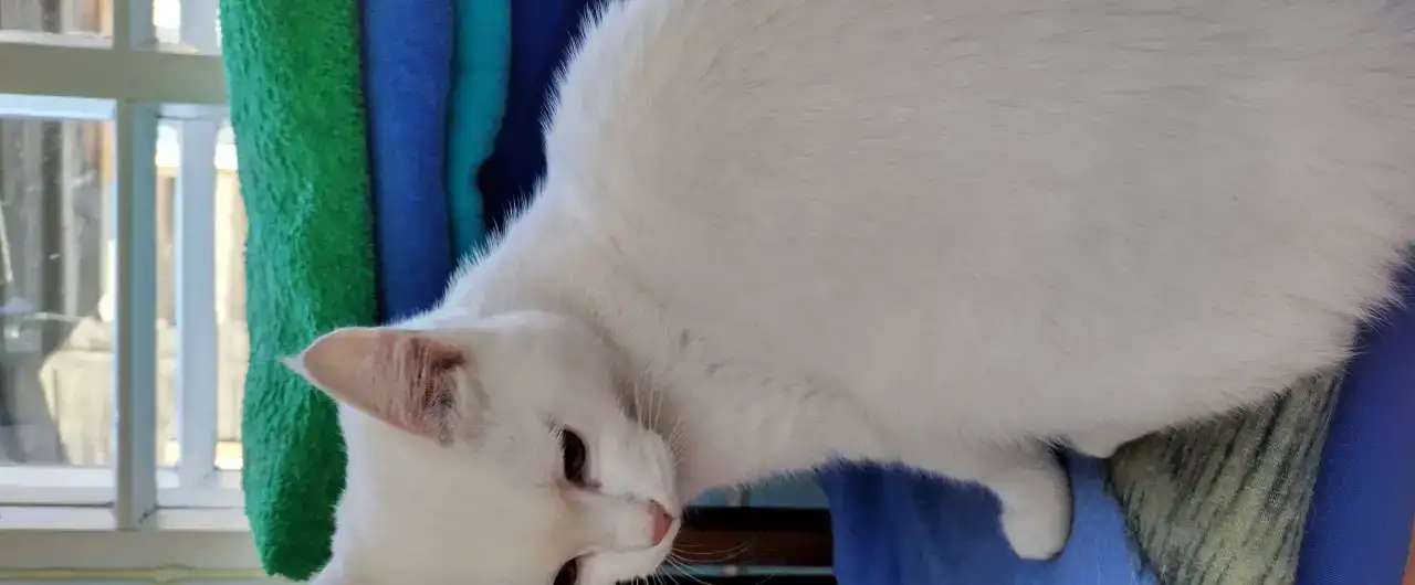 Найдена кошка