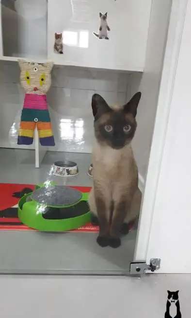 Гостиница для кошек CAT CITY
