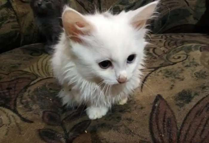 Отдам котят