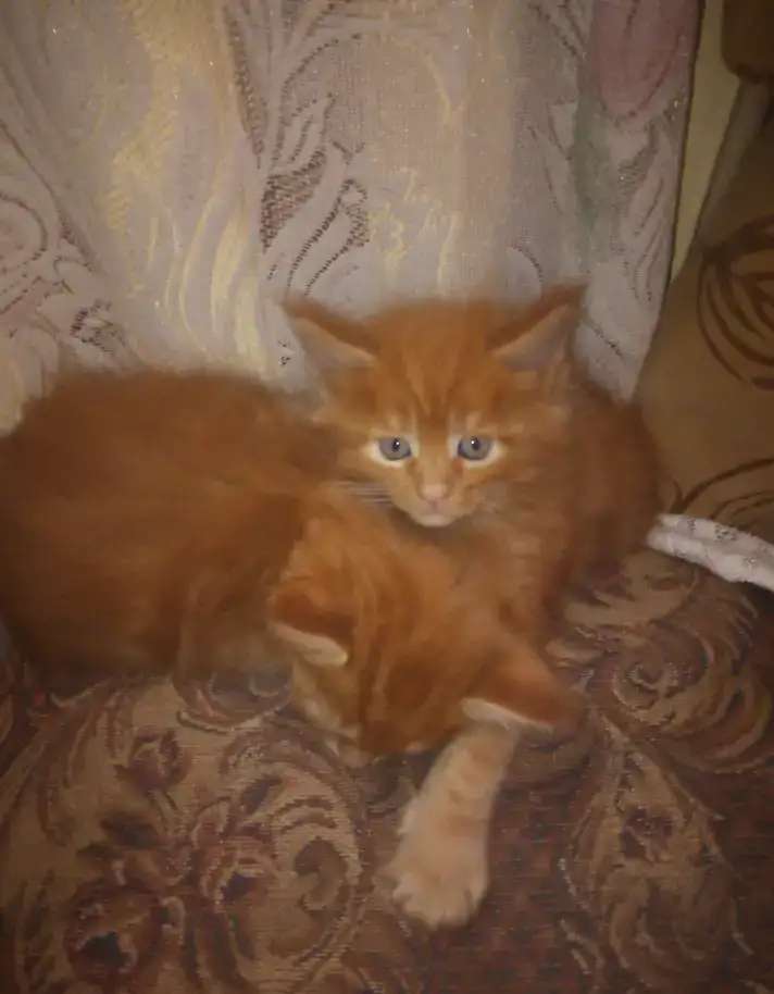 Котята мейн-кун