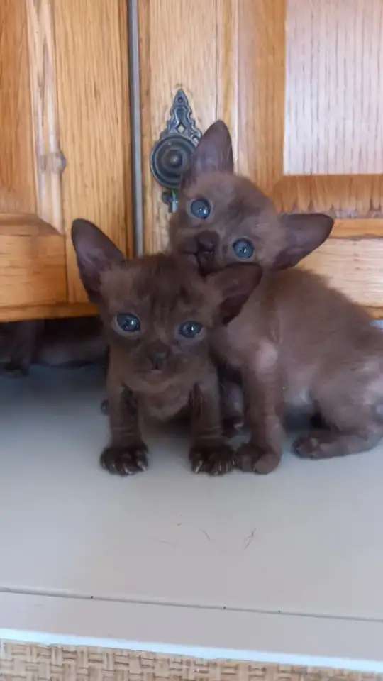 Бурманские котята, девочки