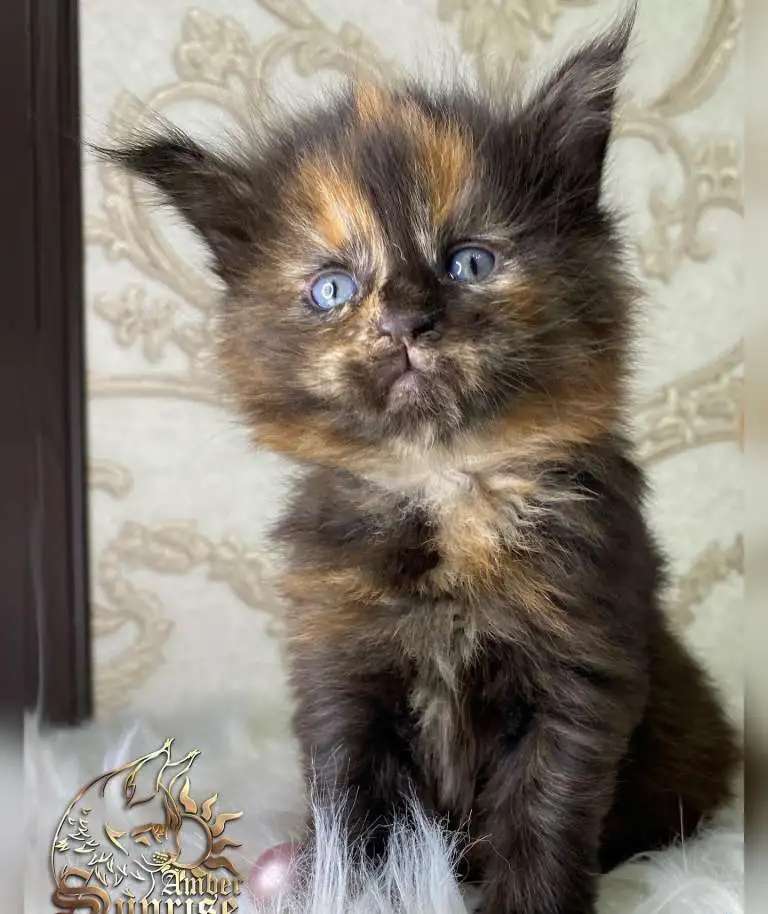 Котята мейн-кун из питомника