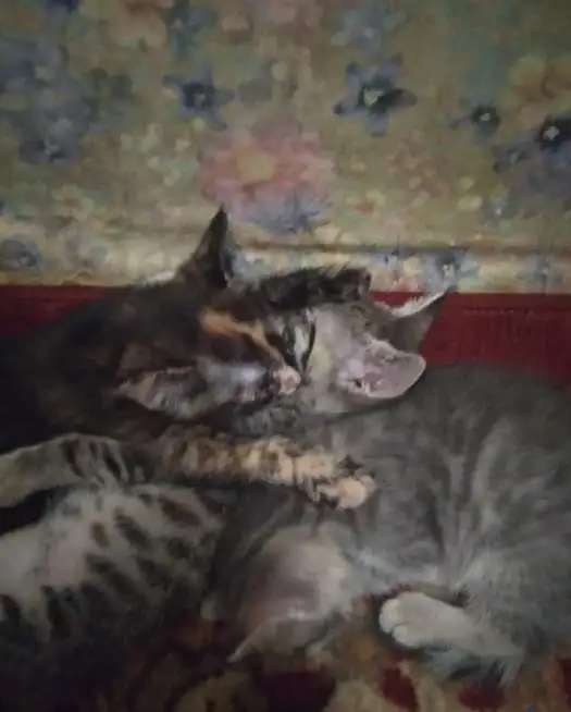 Котята