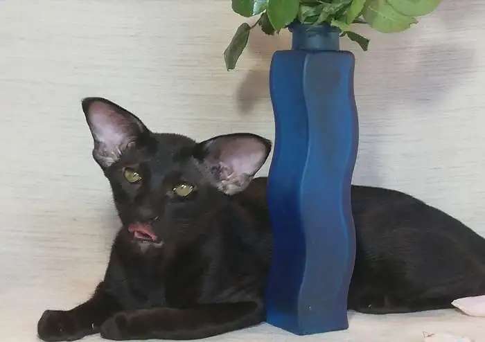 Котята ориентальной породы