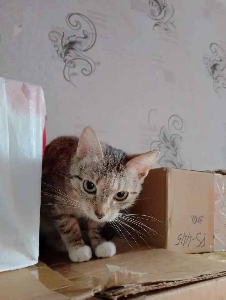 Кошечке Даниэлле срочно нужен новый дом