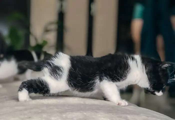 Подарю котёнка
