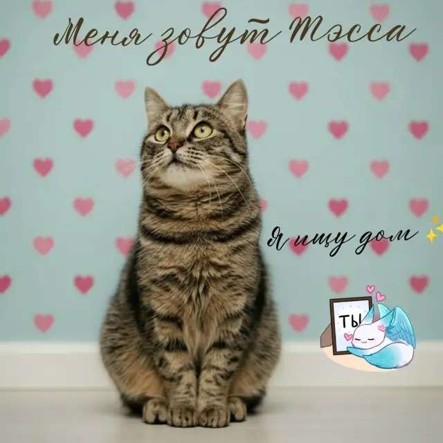 Ищет дом очаровательная кошечка Тэсса