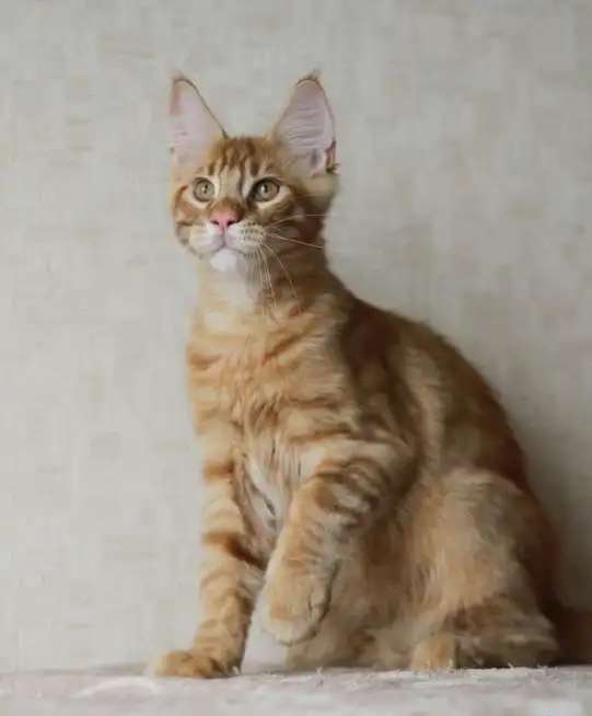 Крупный тяжелый котик