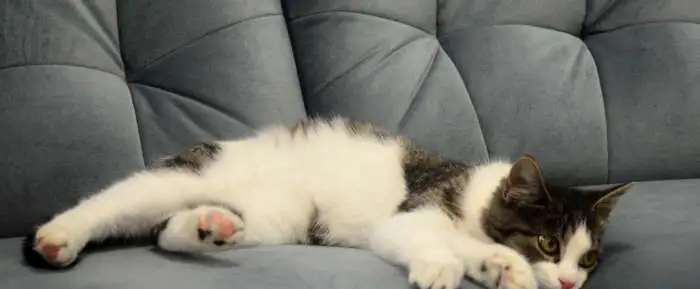 Кошечка