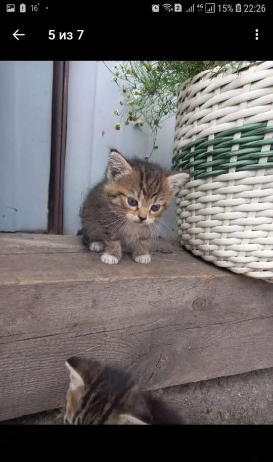 Отдам котят