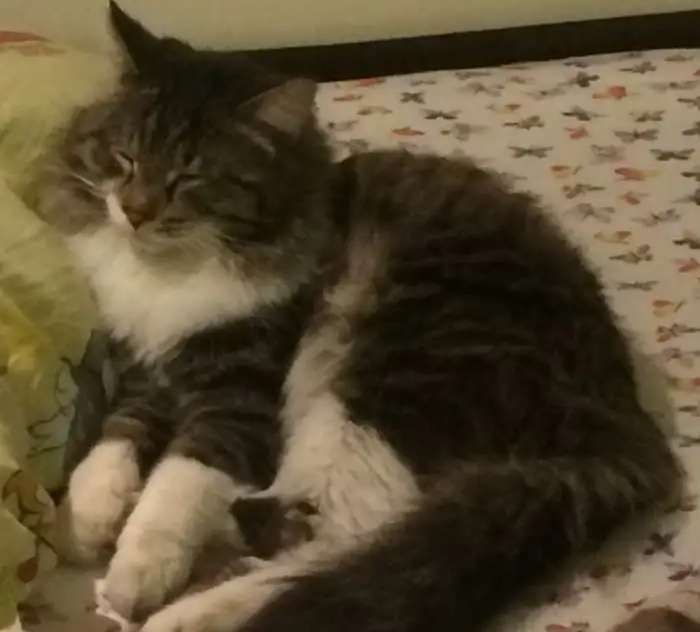 Ищу дом найденному коту