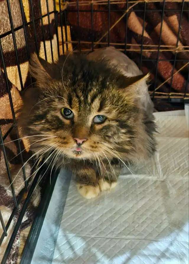 Кот Бонифаций ищет любящую семью