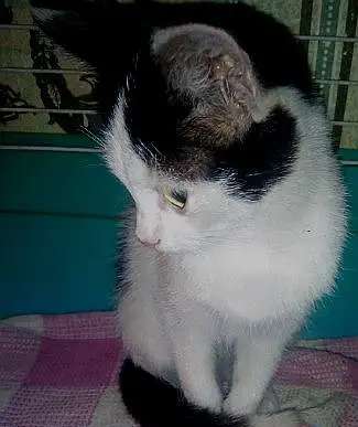 Отдам котёнка в добрые руки