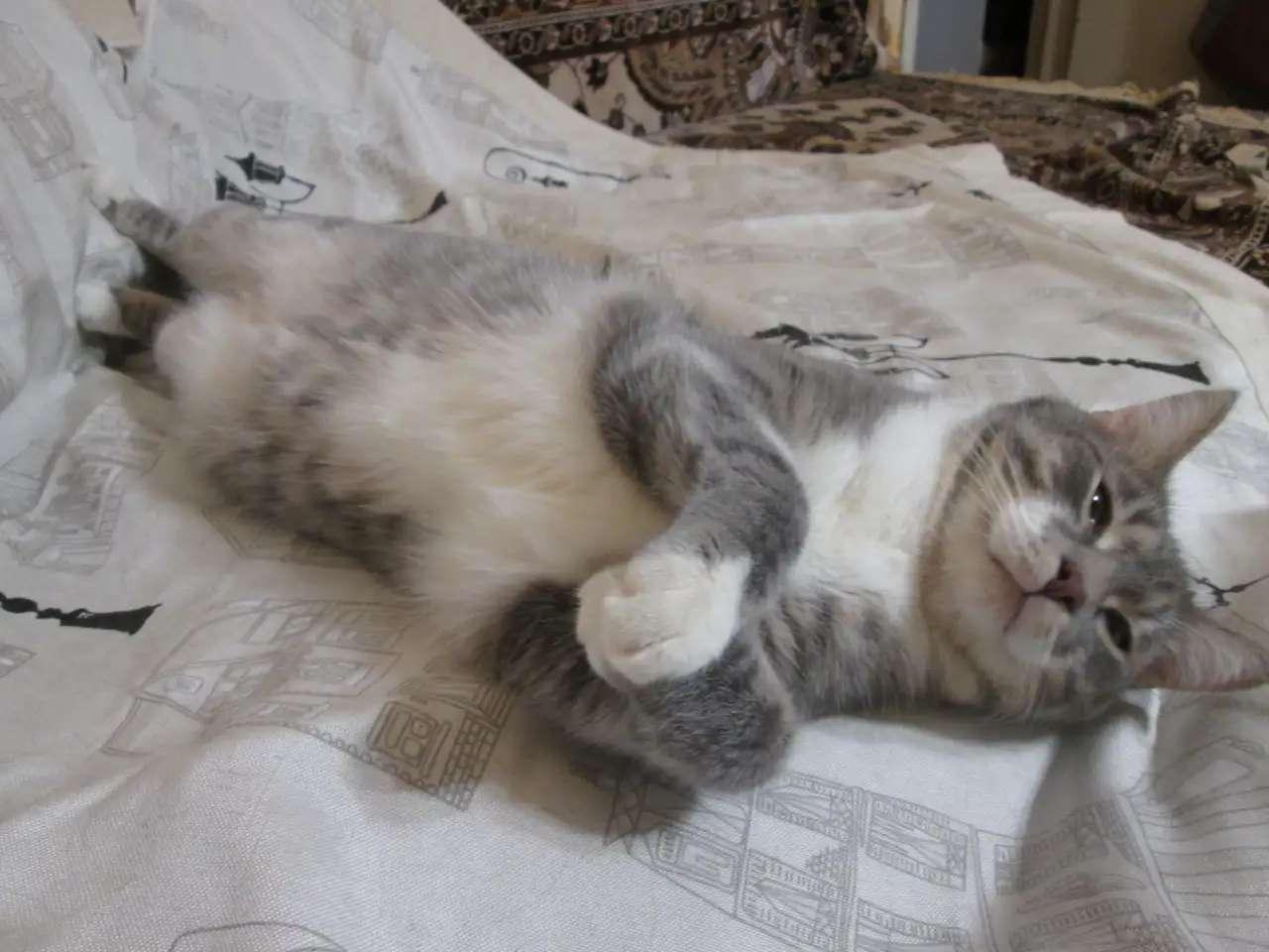Кот
