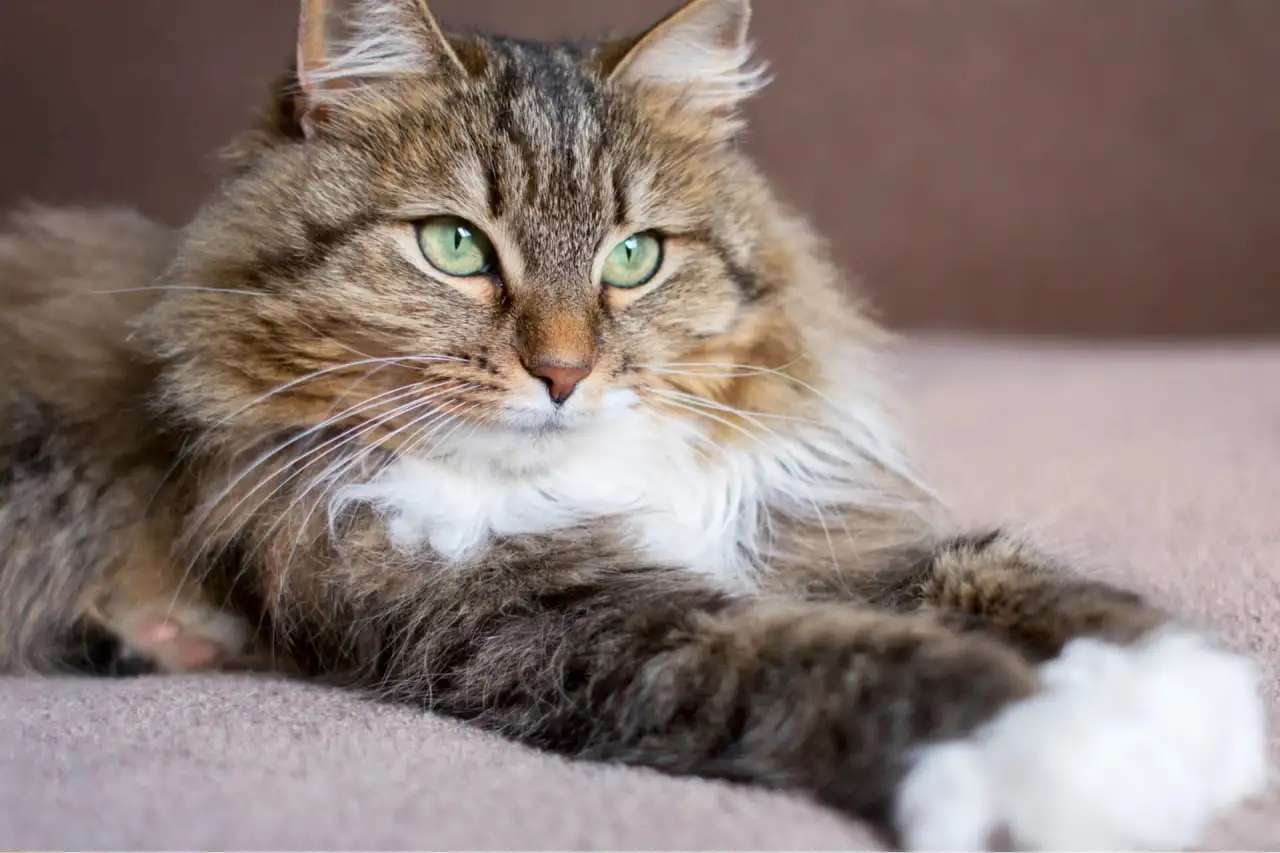 Отдам кота