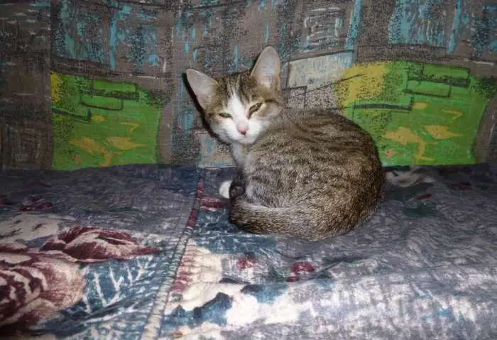 отдам котят