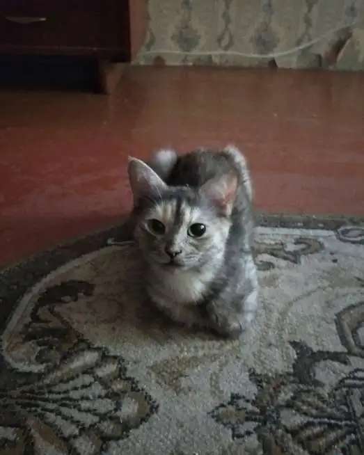 Кошки