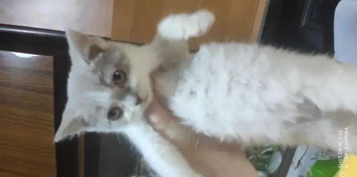 Котята шотландцы