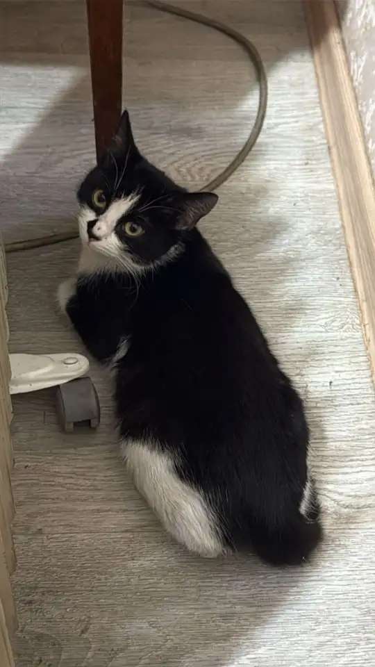 Котёнок Манечка в поисках дома