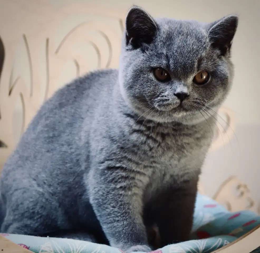 Чистокровные британские короткошёрстные котята