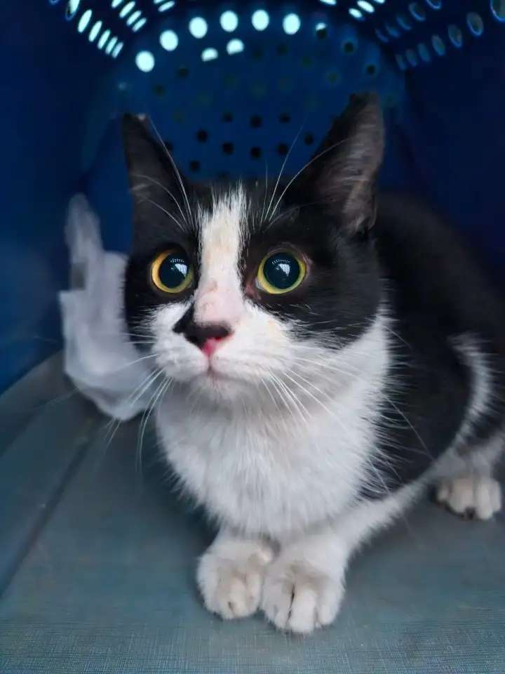 Котёнок Манечка в поисках дома