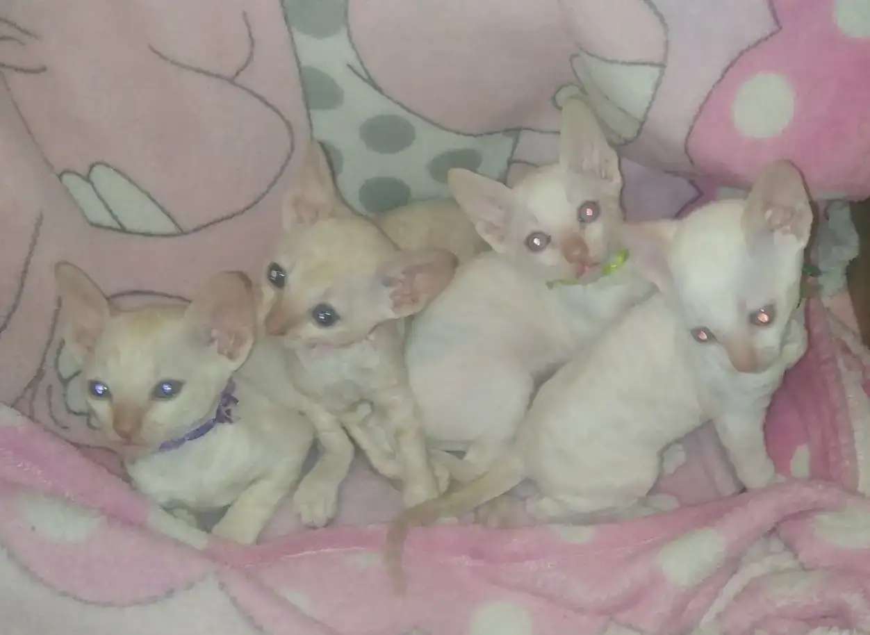 Котята корниш-рекс