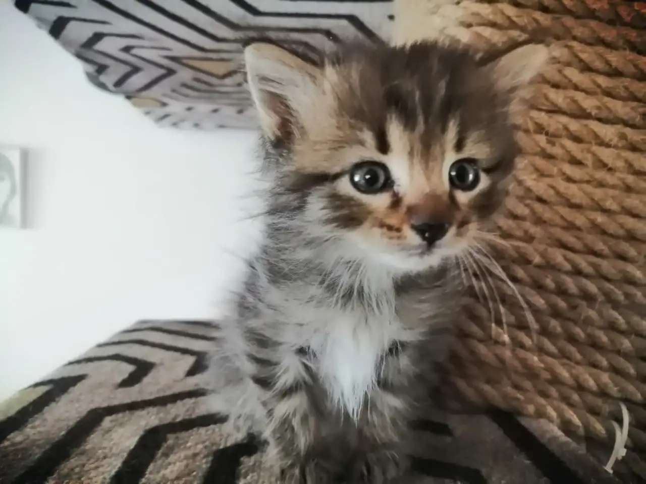 Отдам в добрые руки котенка