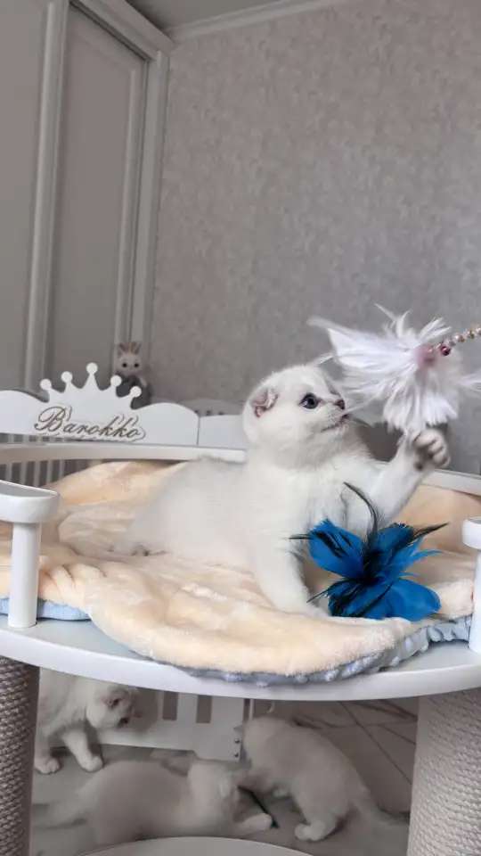 Шотландские котята