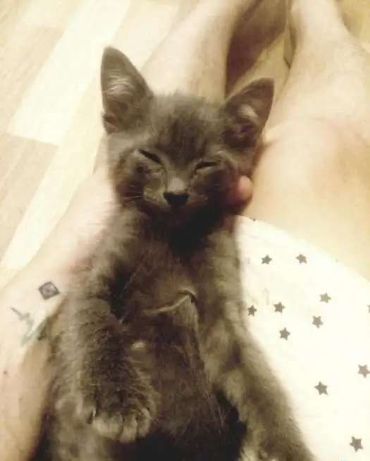 Котенок в добрые руки