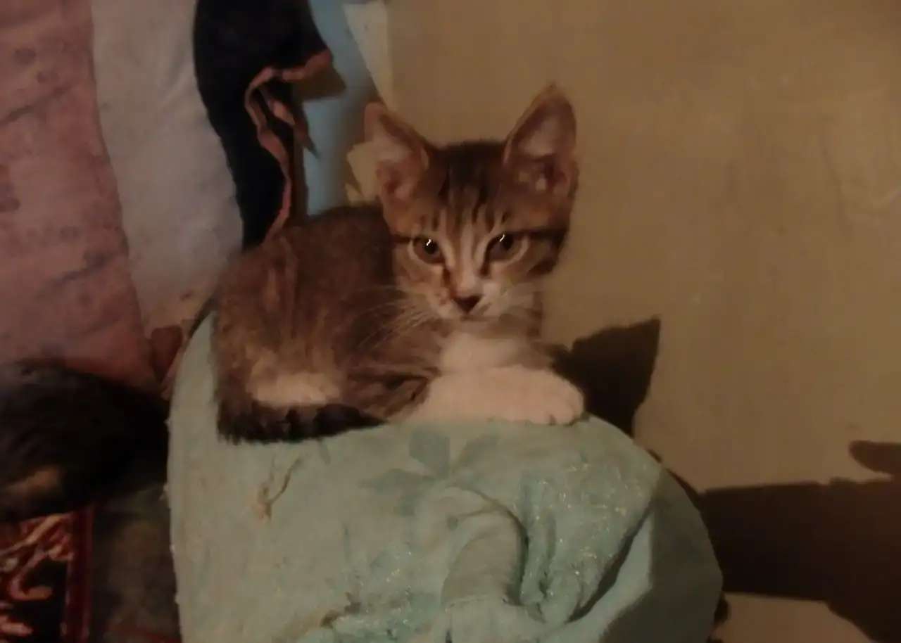 Отдам котят