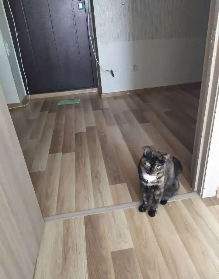Отдам кошечек и котенка в добрые руки