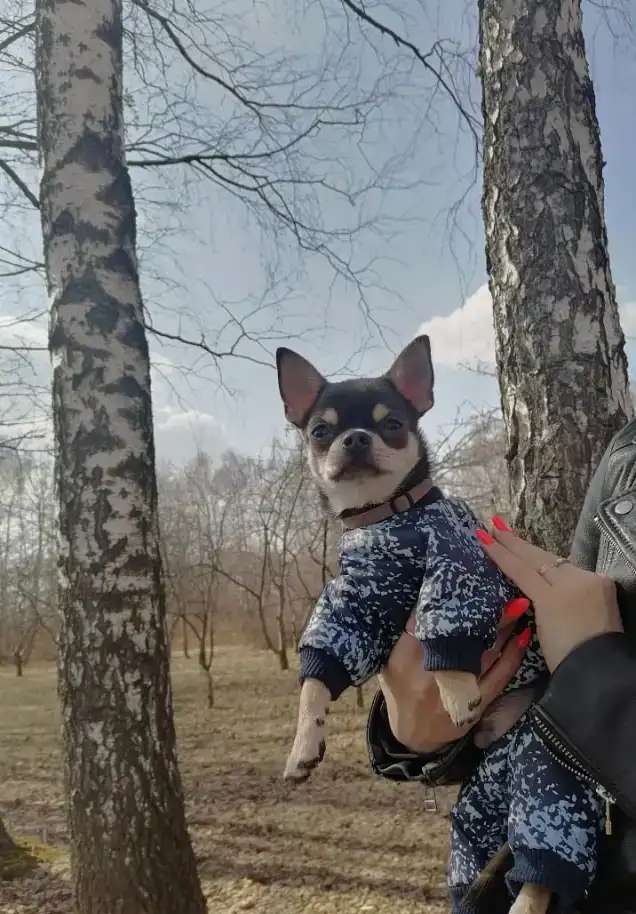 Чихуахуа