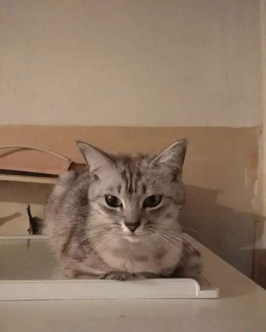 Кошки