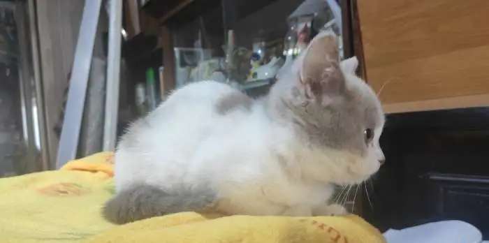Котята шотландцы