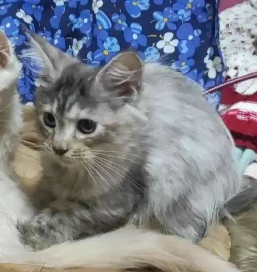 Котята мейн-кун