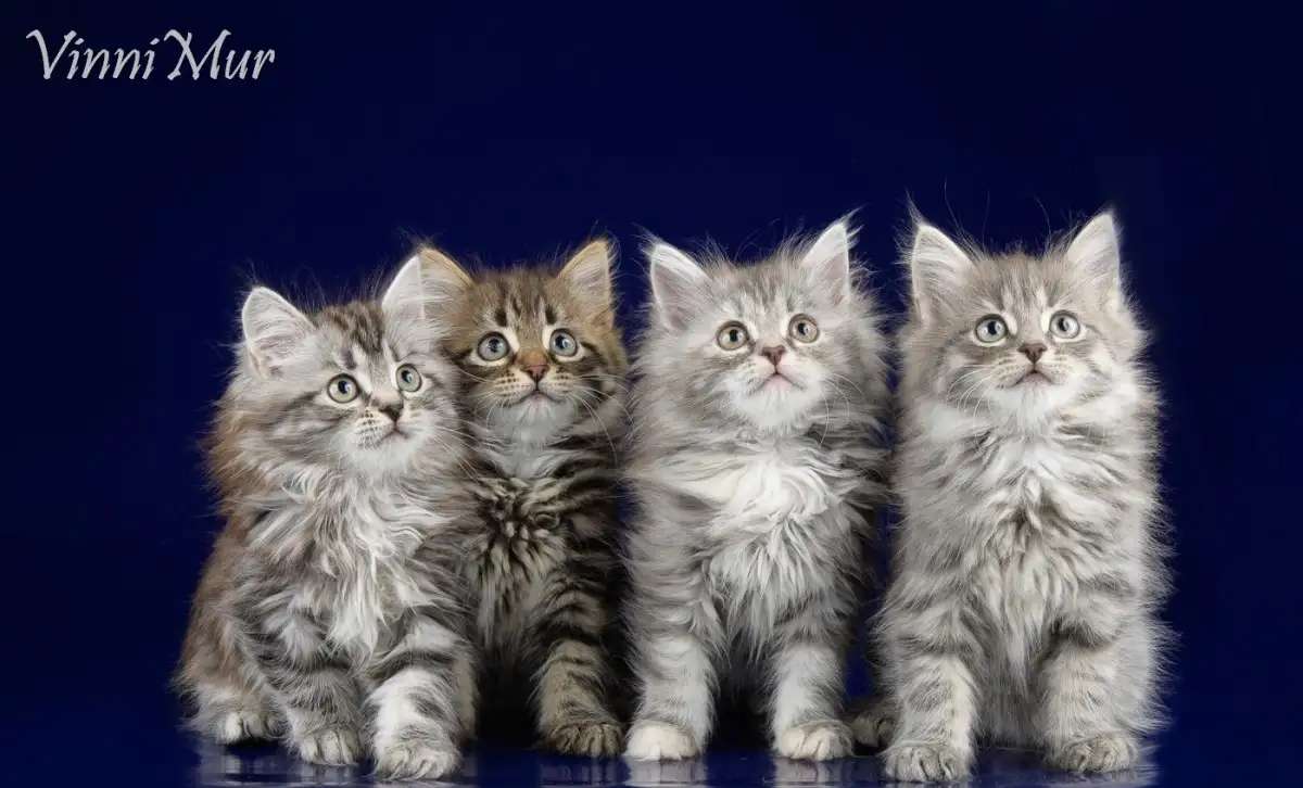 Сибирские котята