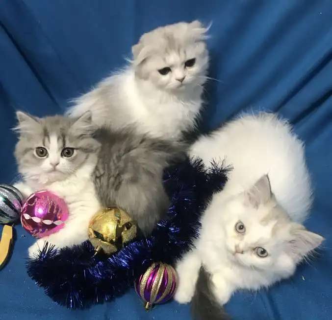 Клубные шотландские котята
