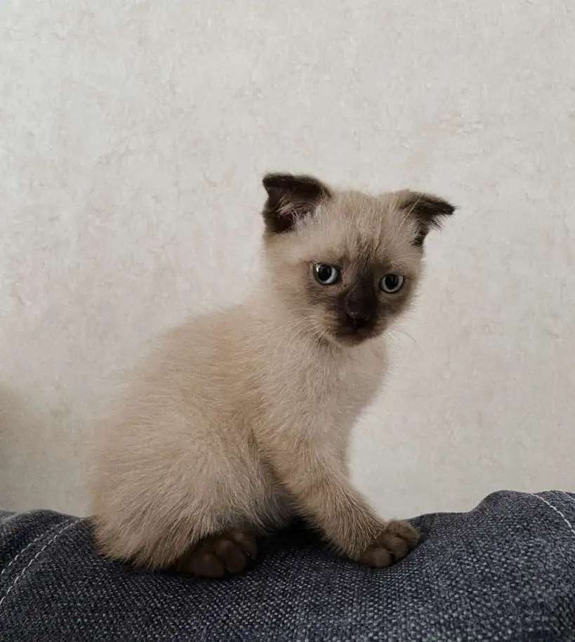 Продам котёнка