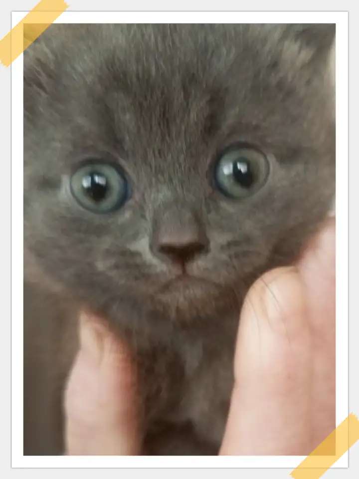 Отдам котят в хорошие руки