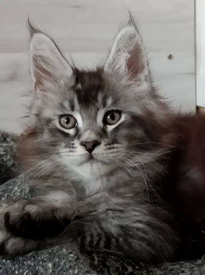 Чёрный дымный котик
