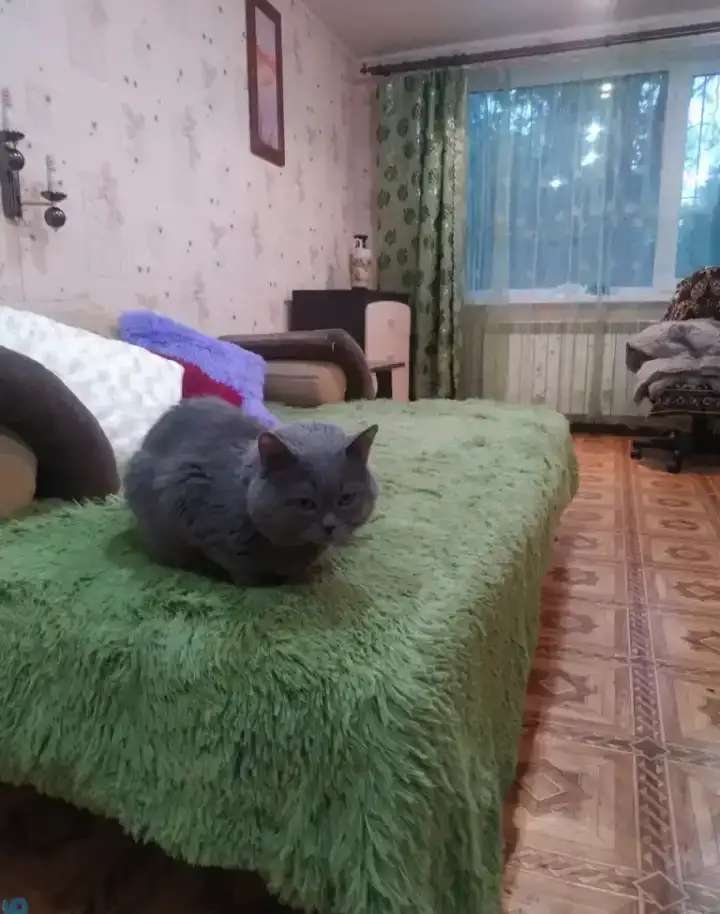 Британский кот на вязку