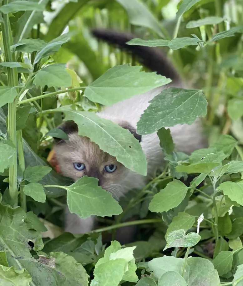 Продам котёнка