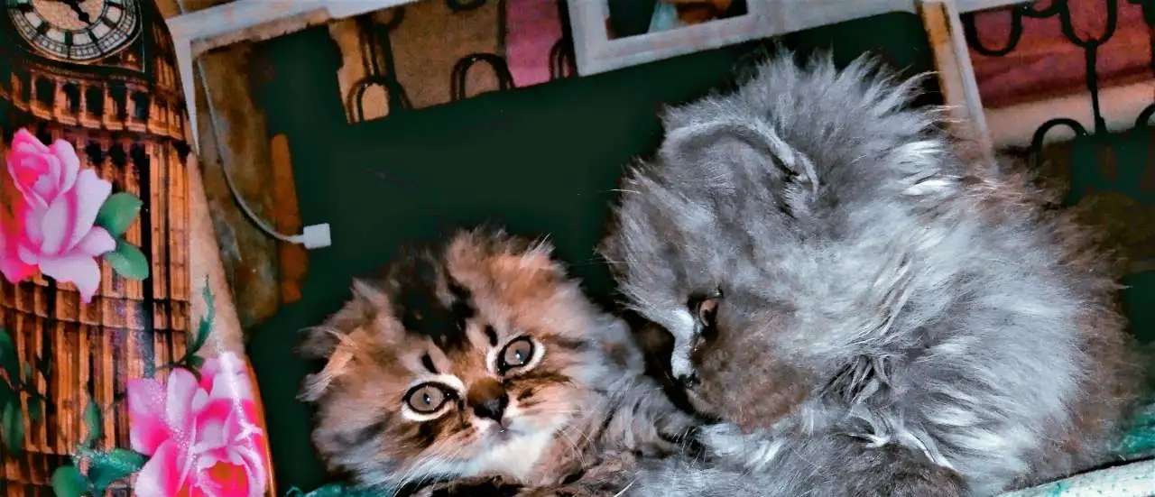 Шотландские котятки!