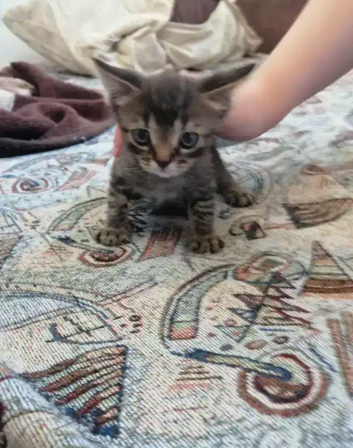 Котята породистые смесь майкун и британка.