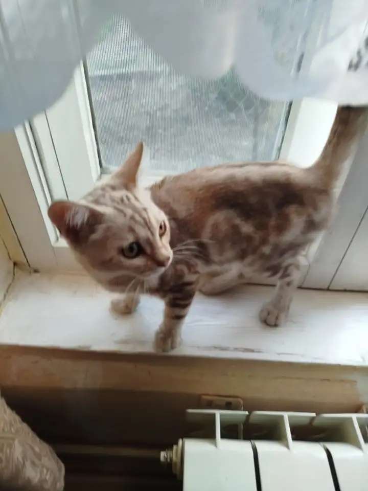 Отдам котенка 4 месяца, кошечка- британка в добрые руки